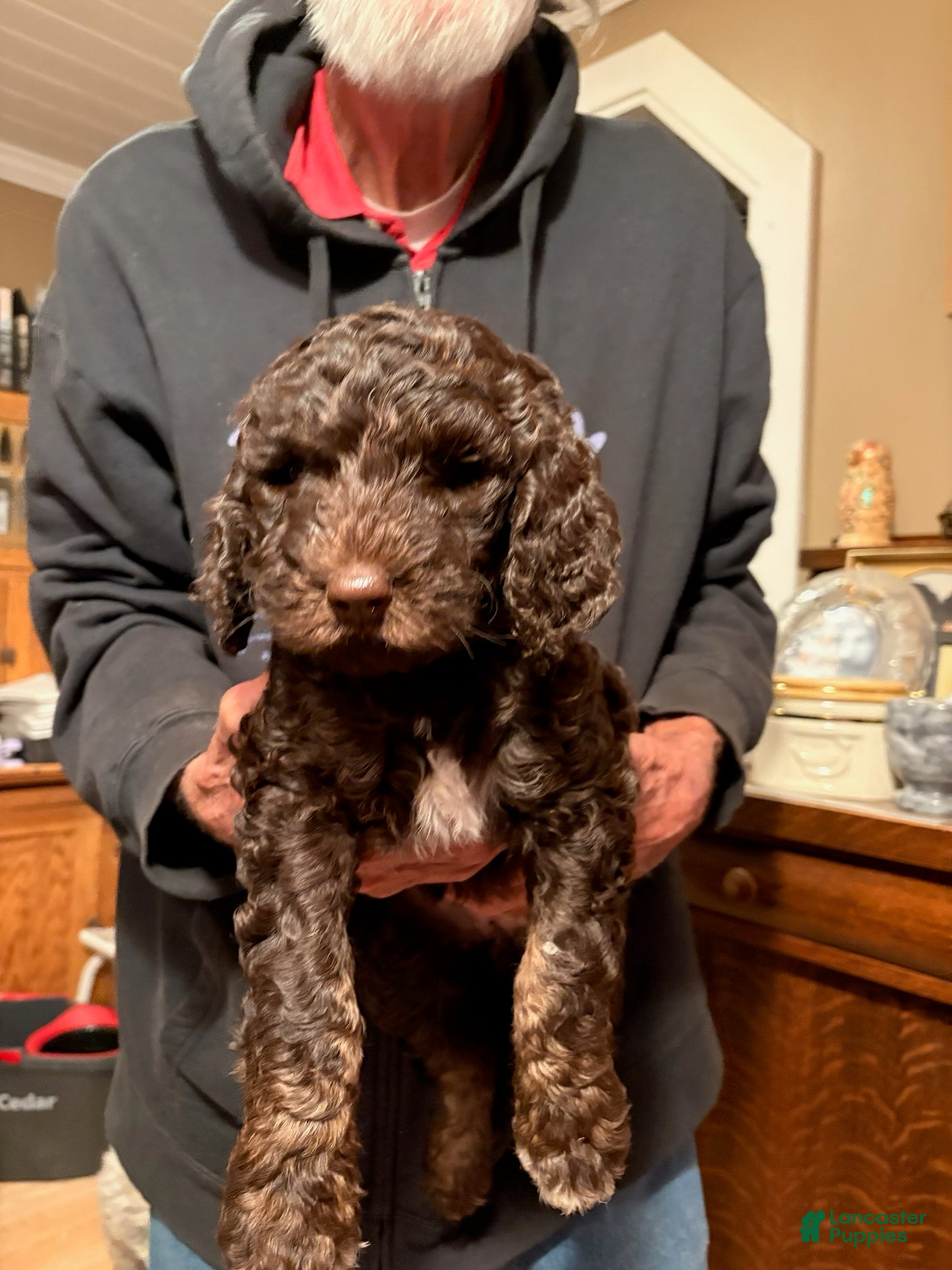 Mixed Breed dogs for sale: Chloe - Ad 1