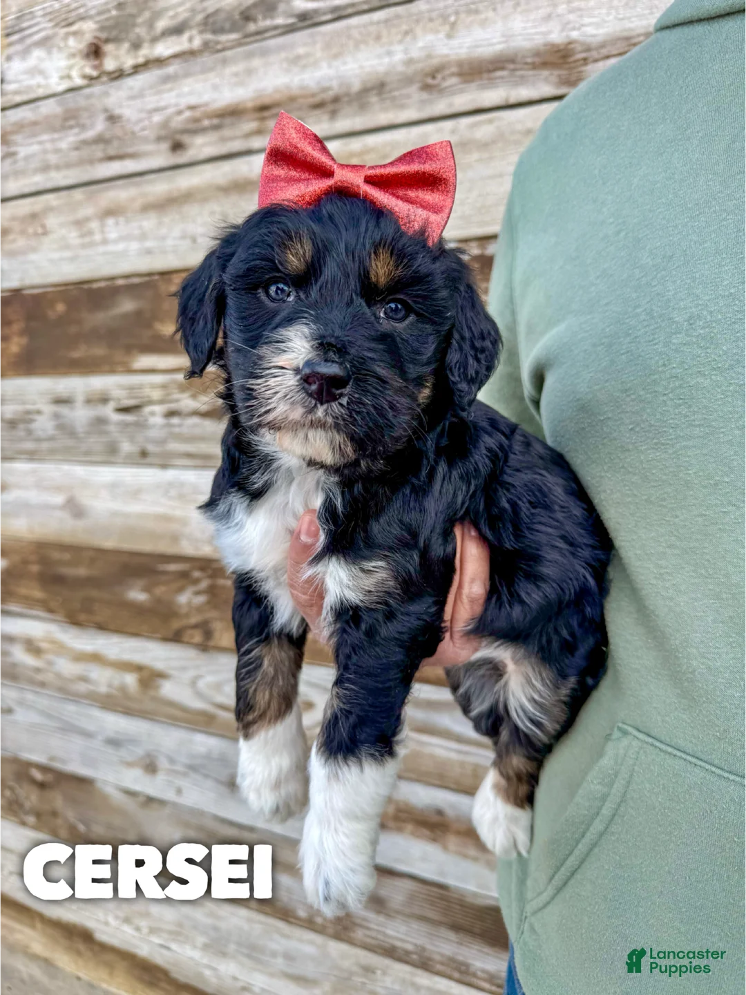Aussiedoodle dogs for sale: Cersei - Standard F1 - Ad 2