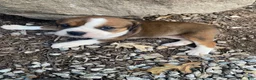 English Bulldog dogs for sale: Mia - Ad 6