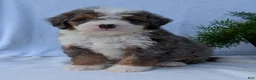 Mini Bernedoodle dogs for sale: Mini Banks  - Ad 14