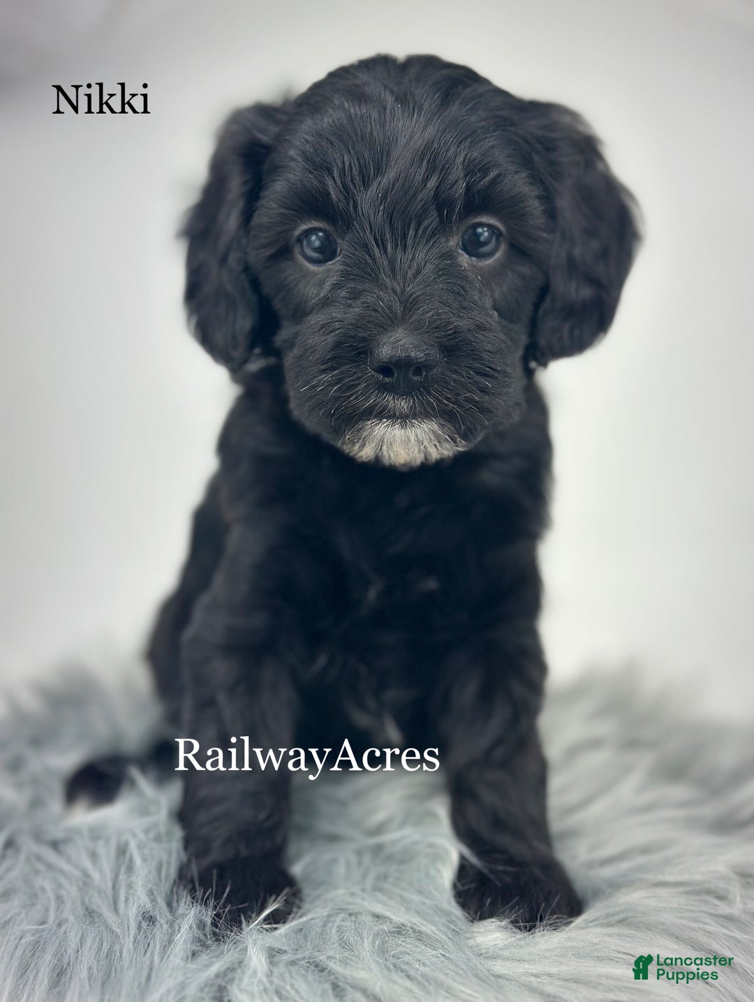 Mixed Breed dogs for sale: Nikki - Ad 2