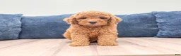 Miniature Labradoodle dogs for sale: Austin - Ad 1