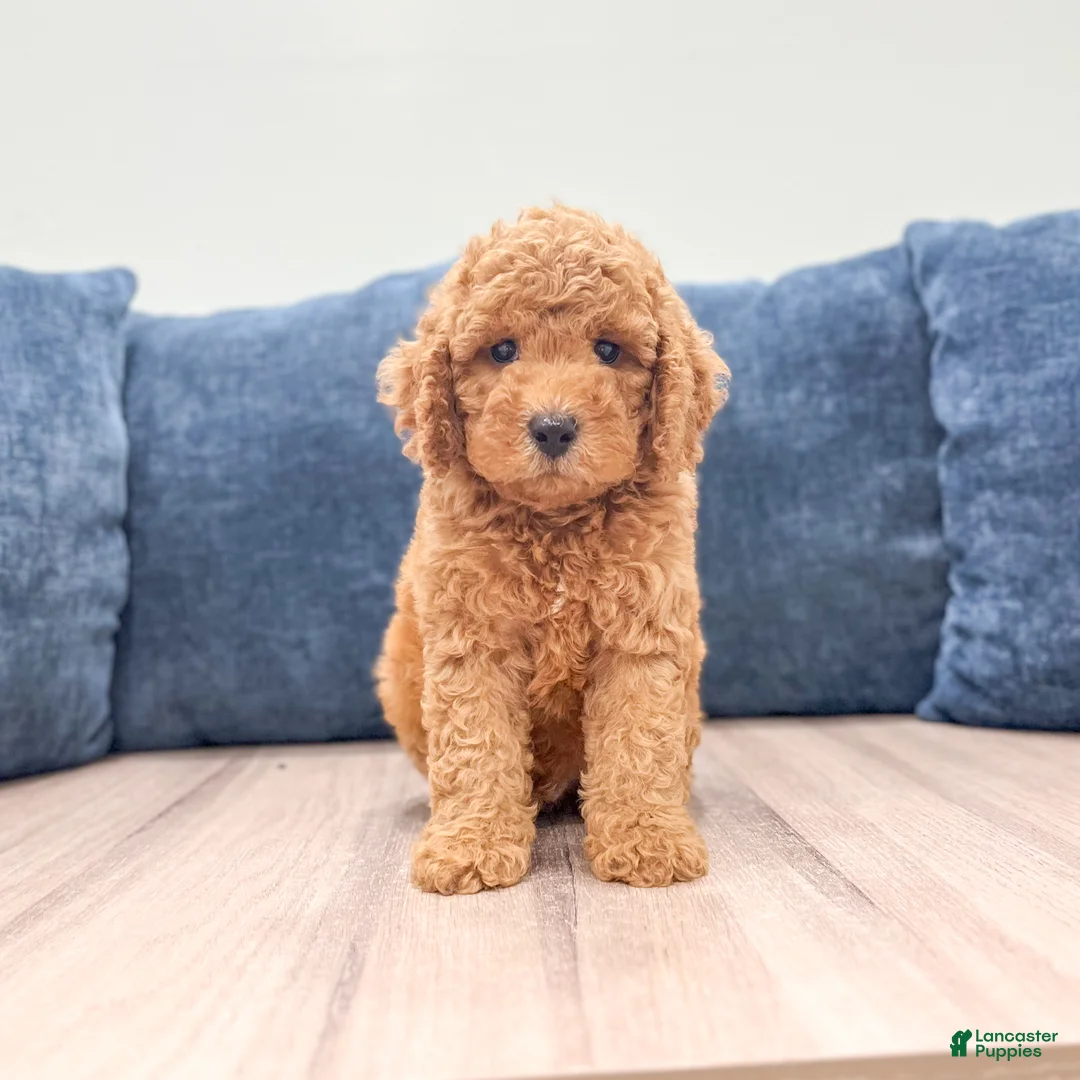 Miniature Labradoodle dogs for sale: Austin - Ad 1