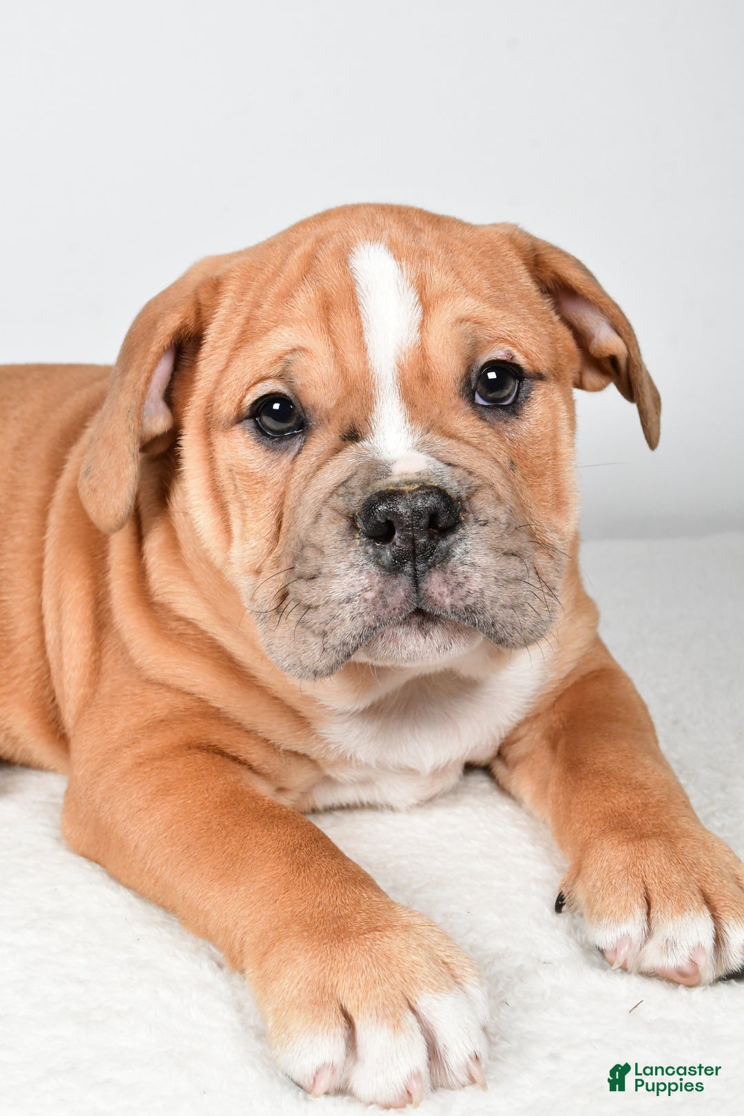 Beabull dogs for sale: Mason - Ad 2