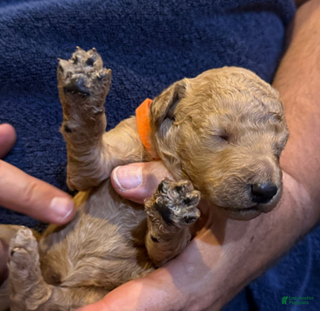 Goldendoodle dogs for sale: W25 Female Orange Collar - Ad 1