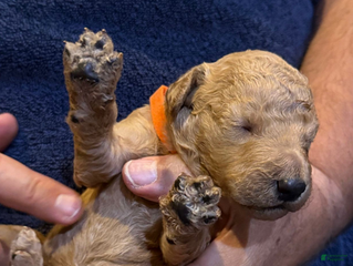 Goldendoodle dogs W25 Female Orange Collar - Ad 17