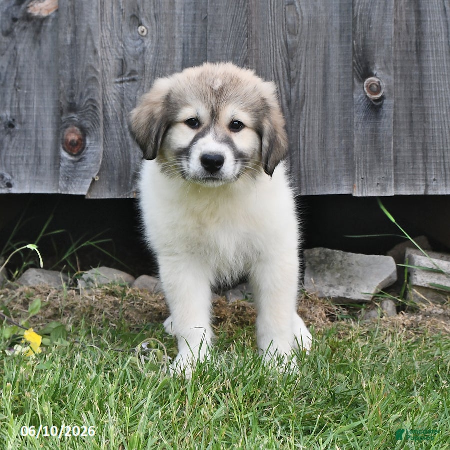 Mixed Breed dogs Bowan - Ad 1
