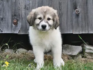 Mixed Breed dogs for sale: Bowan - Ad 2
