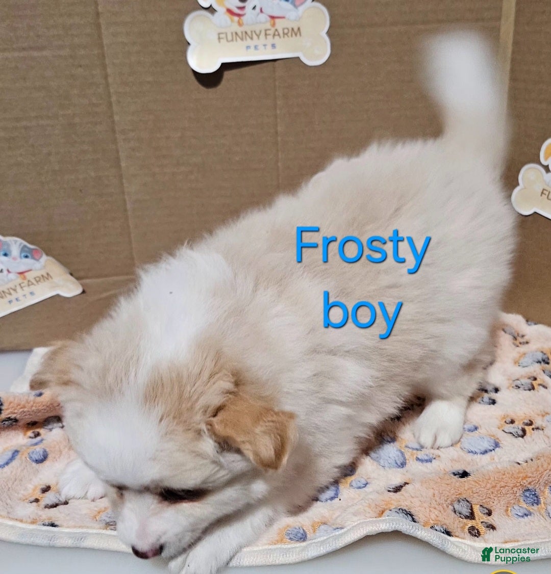 Mixed Breed dogs Aussiepom pup "Frosty" - Ad 2