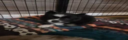 Pomsky dogs for sale: Kane - Ad 10