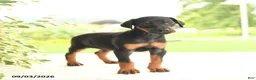 Doberman Pinscher dogs for sale: Asia - Ad 3