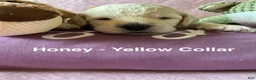 Goldendoodle dogs for sale: Honey- Yellow Female Goldendoodle  - Ad 11