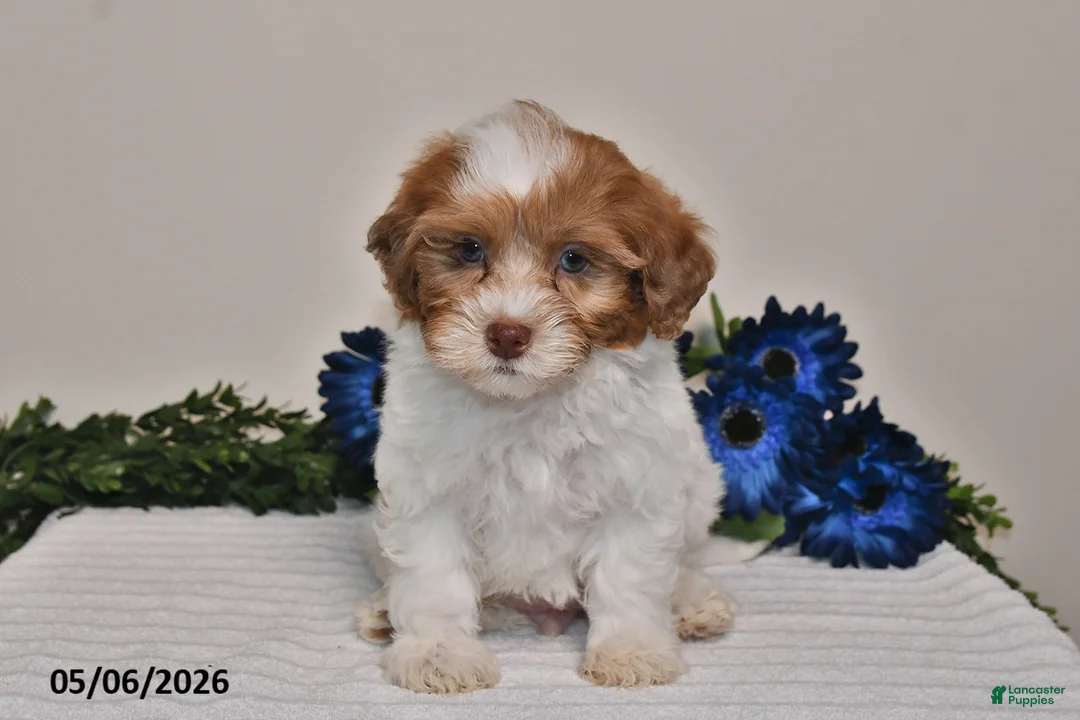 Shihpoo dogs for sale: Cooper - Ad 5