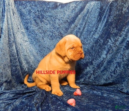 Dogue De Bordeaux dogs Dogue De Bordeaux Puppy Rambo - Ad 2