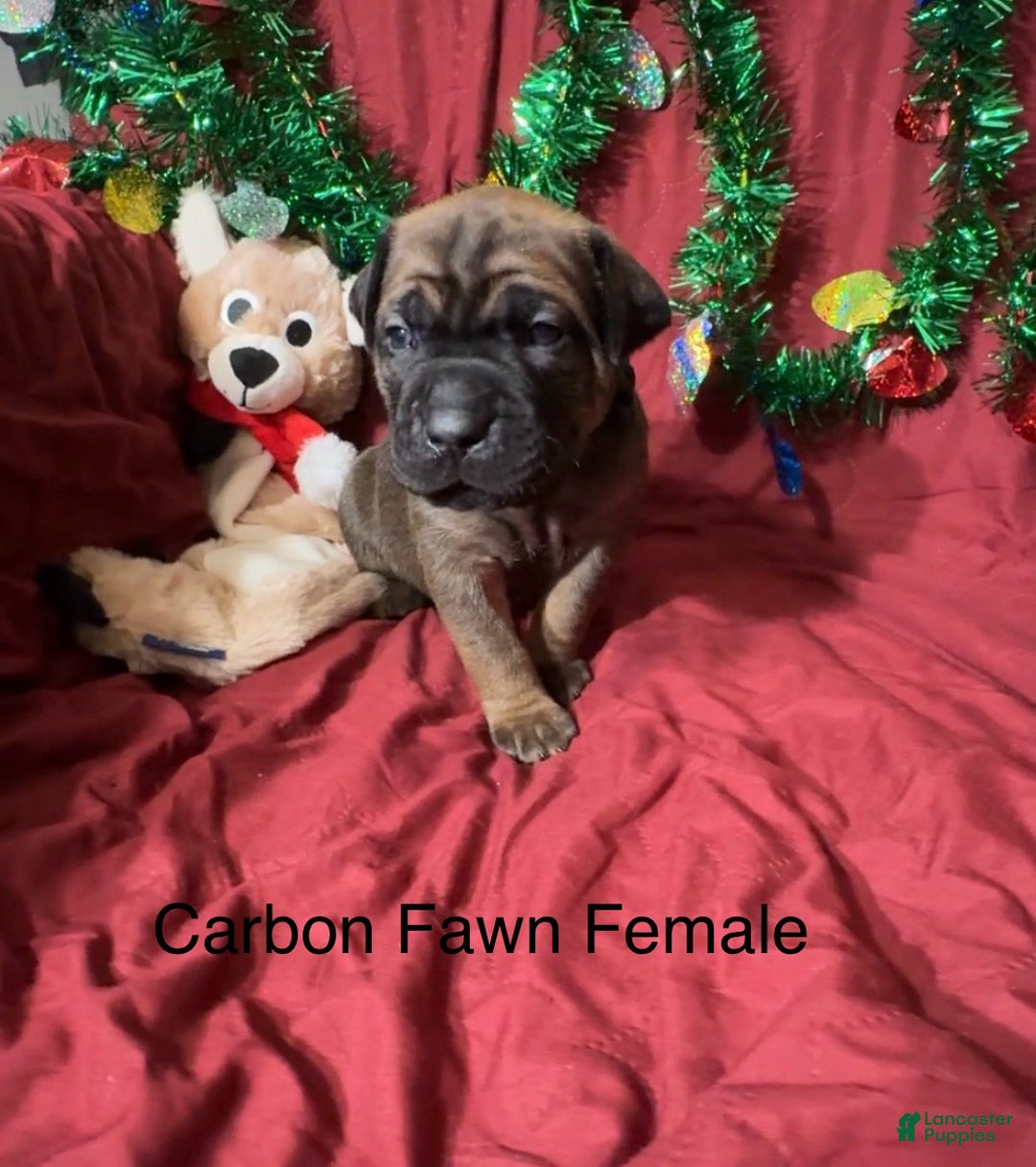 Cane Corso dogs for sale: Black - Ad 2