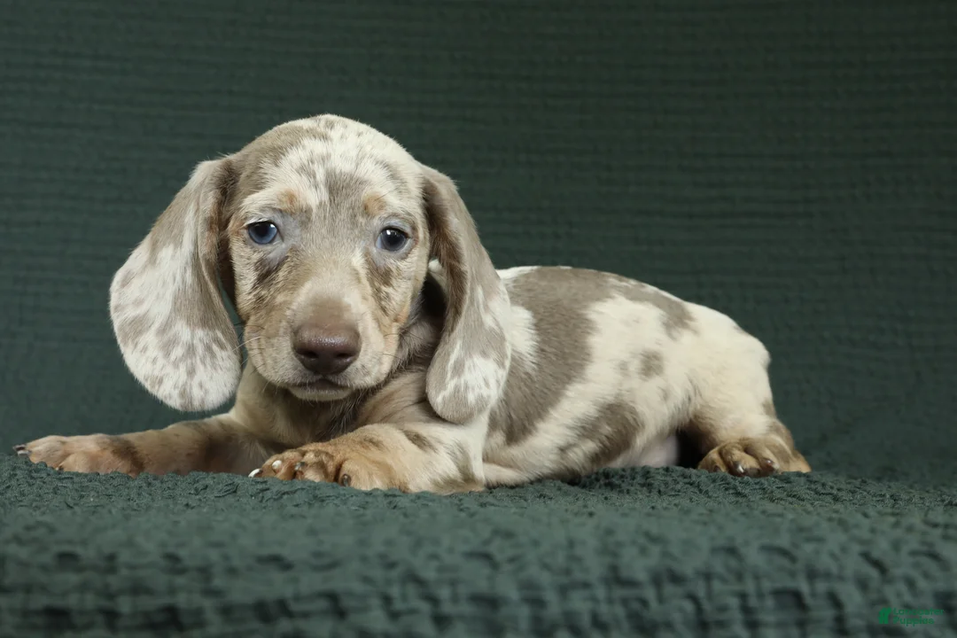 Miniature Dachshund dogs for sale: Palmer - Ad 5