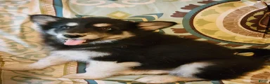 Alaskan Malamute Puppy 6