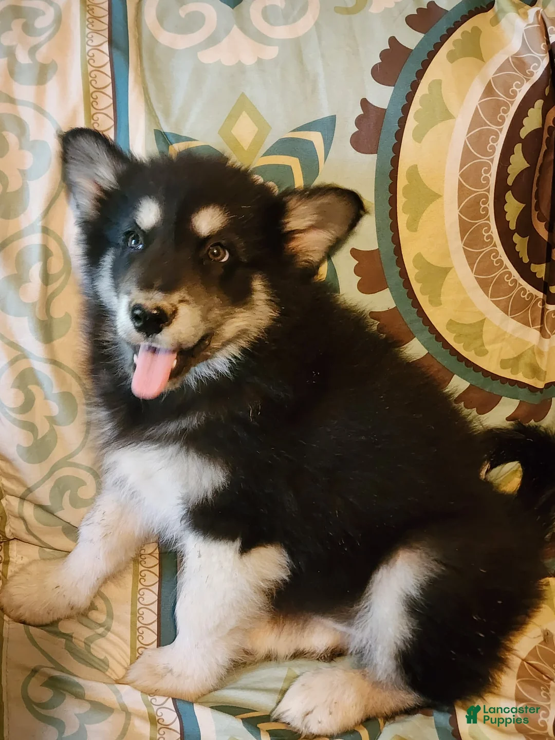 Alaskan Malamute dogs for sale: Alaskan Malamute Puppy 6 - Ad 1
