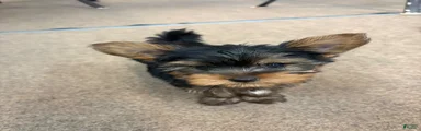 Yorkshire Terrier 1Benny
