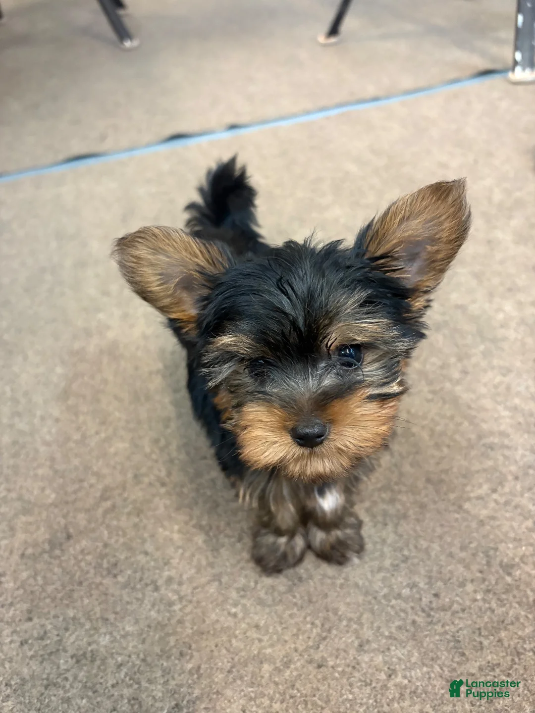 Yorkshire Terrier dogs for sale: Yorkshire Terrier 1Benny - Ad 1