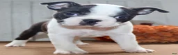 Boston Terrier dogs for sale: Chester Male Boston Terrier - Ad 6