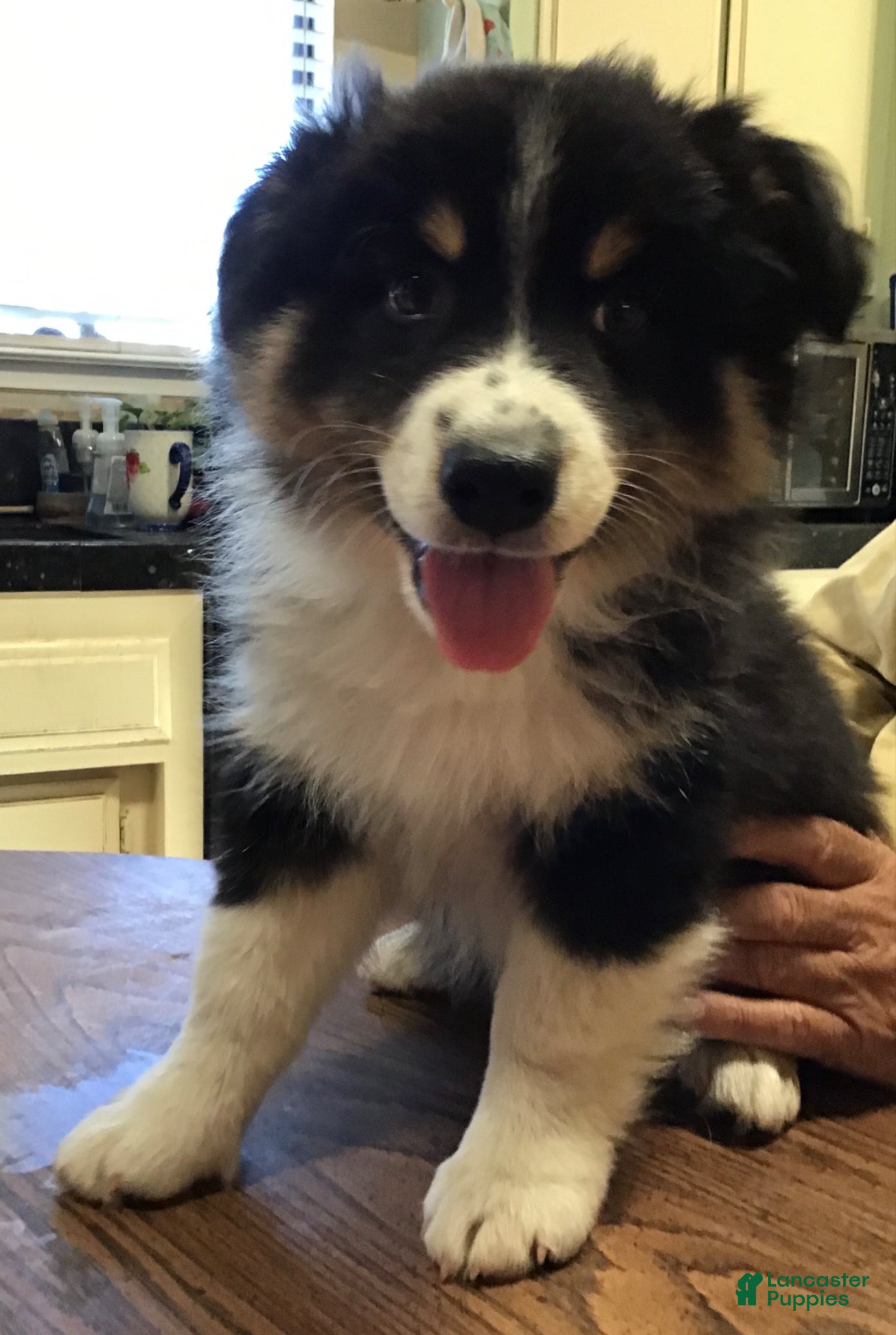 Australian Shepherd dogs Freckles  - Ad 14