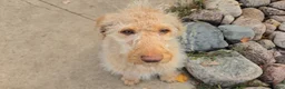 Labradoodle dogs for sale: Annie - Ad 1