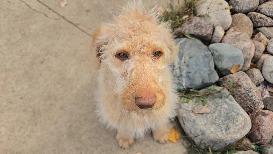Labradoodle dogs for sale: Annie - Ad 1