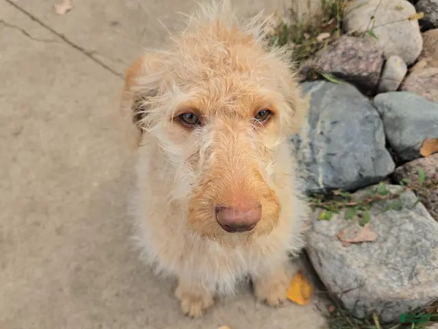 Labradoodle dogs for sale: Annie - Ad 1