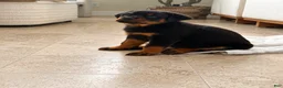 Rottweiler dogs for sale: Rottweiler 3 AKC - Ad 3
