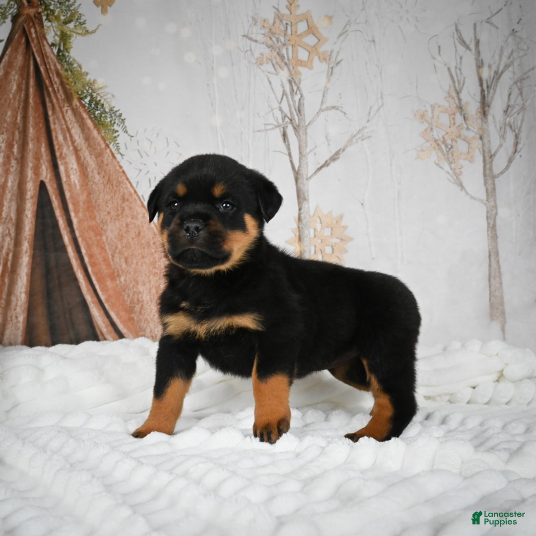 Rottweiler dogs for sale: Beretta - Ad 9
