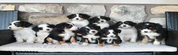 Mini Bernedoodle dogs for sale: Trixie - Ad 5