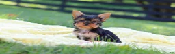 Yorkshire Terrier dogs for sale: Miranda - Ad 4