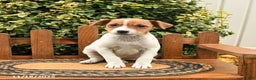 Mixed Breed dogs for sale: Skippy - Ad 3