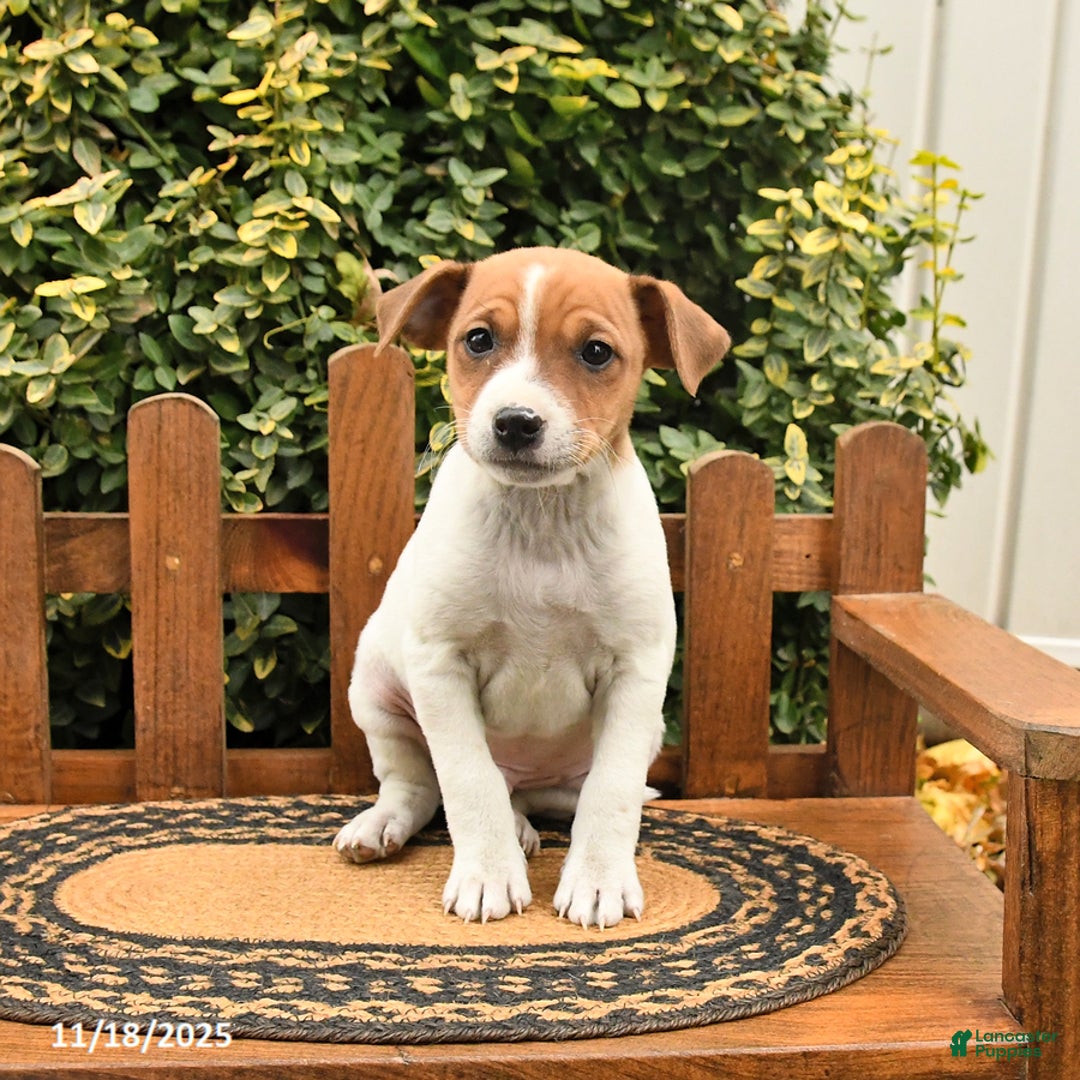 Mixed Breed dogs for sale: Skippy - Ad 3