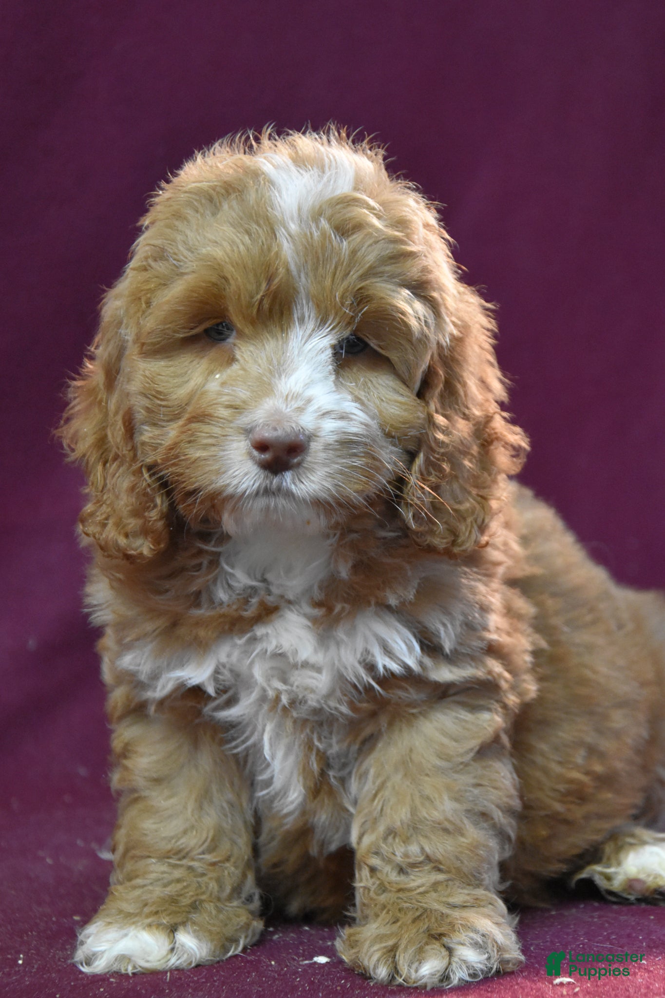 Cockapoo dogs Jerry - Ad 2