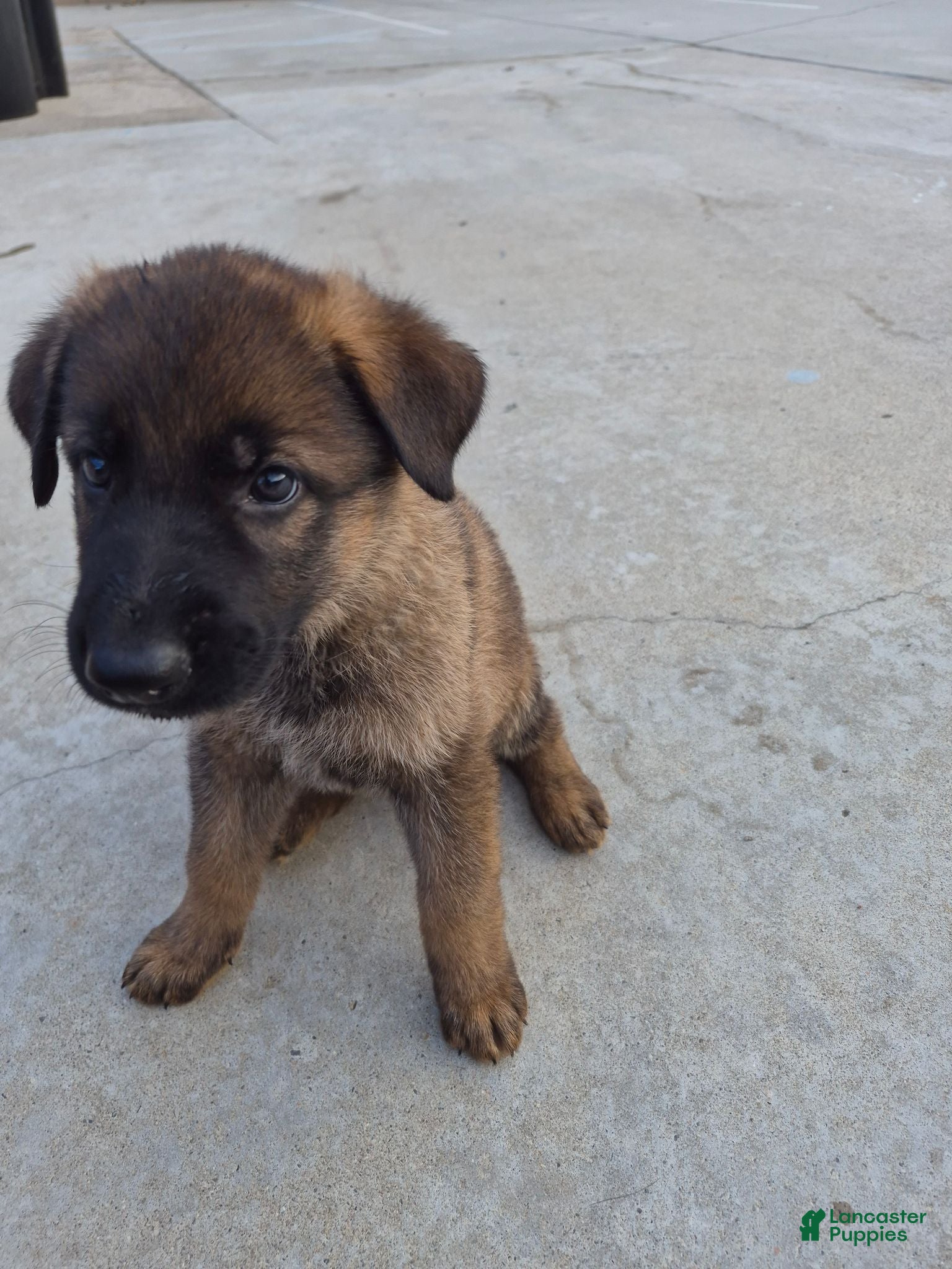 German Shepherd dogs German Shepherd 5 - Ad 22