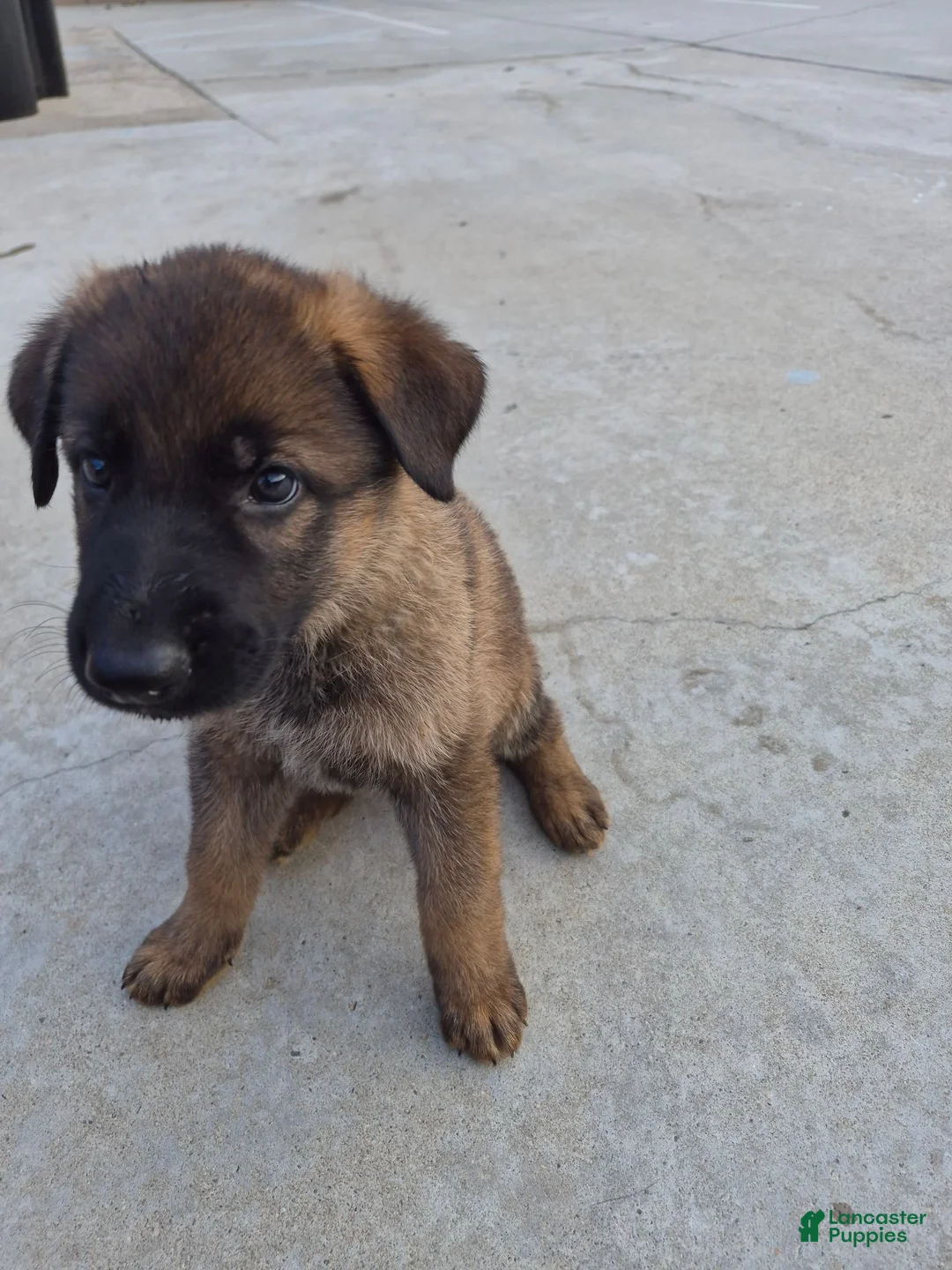 German Shepherd dogs for sale: German Shepherd 5 - Ad 1