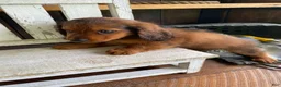 Miniature Dachshund dogs for sale: Bo - Ad 15