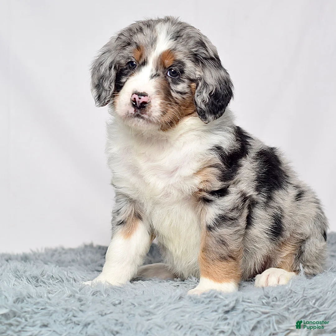 Bernedoodle dogs for sale: Ms. Vivian - Ad 4
