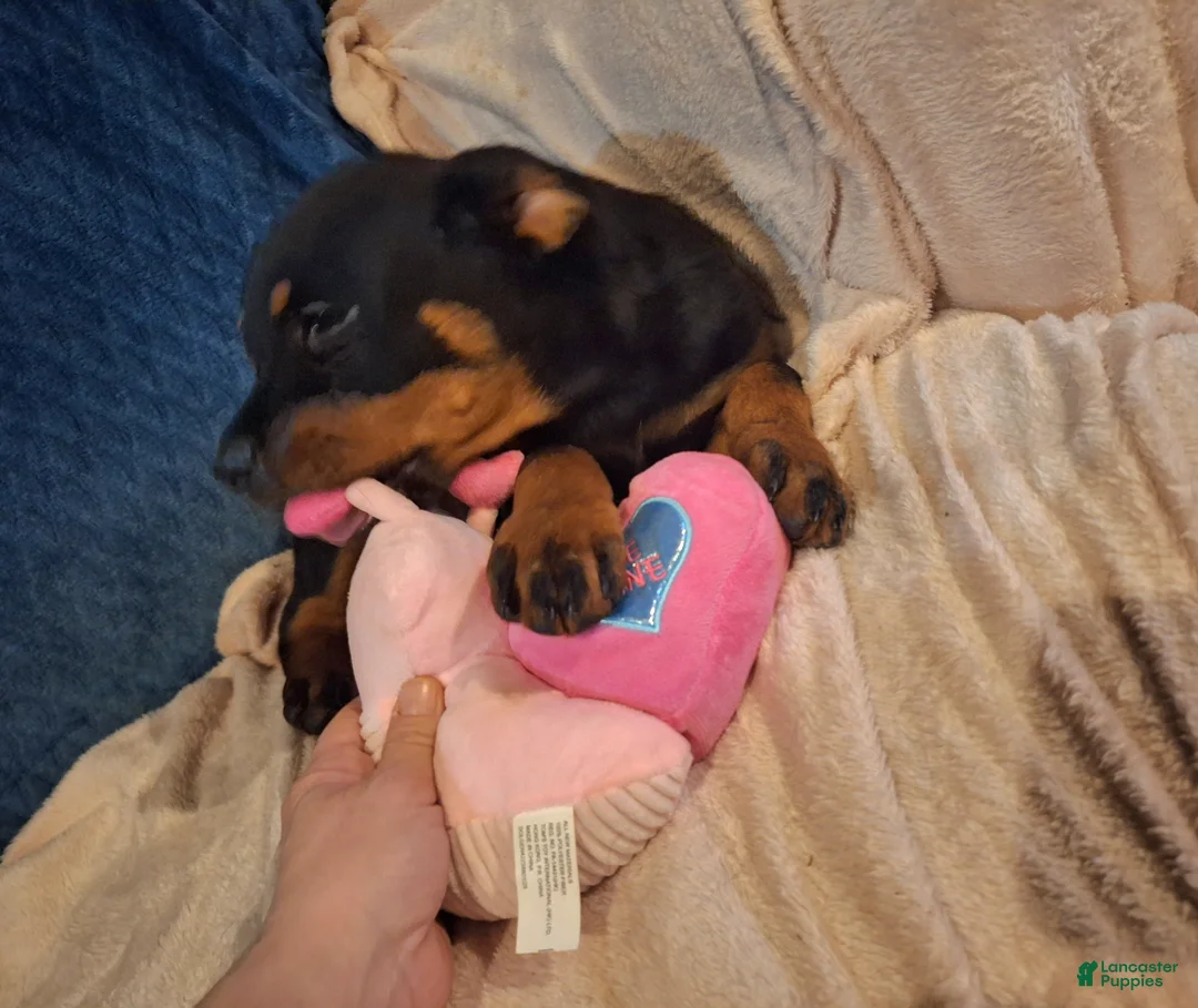 Rottweiler dogs for sale: Rottweiler Puppy 5 - Ad 6