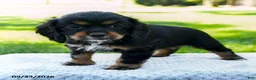 Cocker Spaniel dogs for sale: Coffee - Ad 4