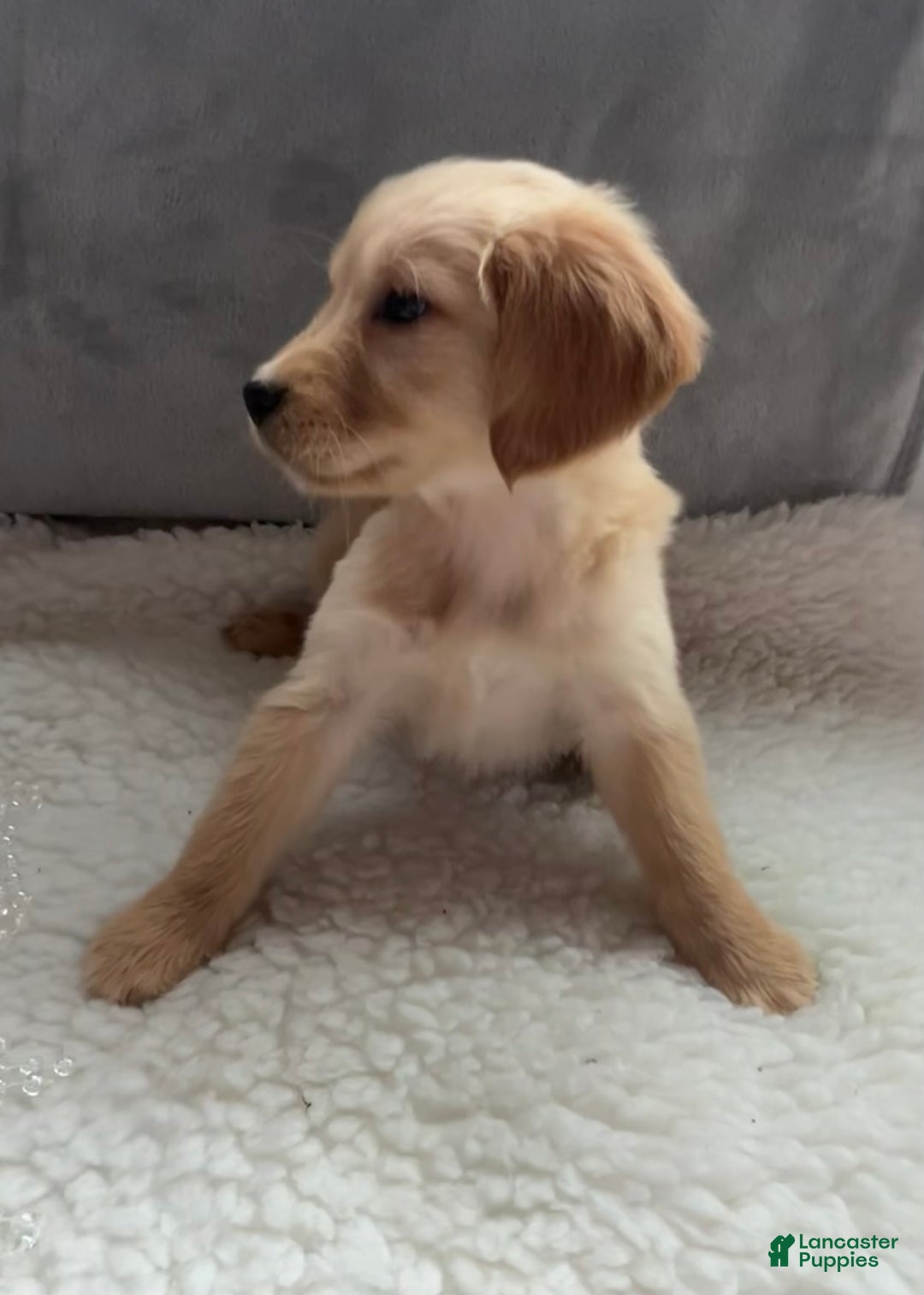Golden Retriever dogs for sale: Emily  - Ad 3