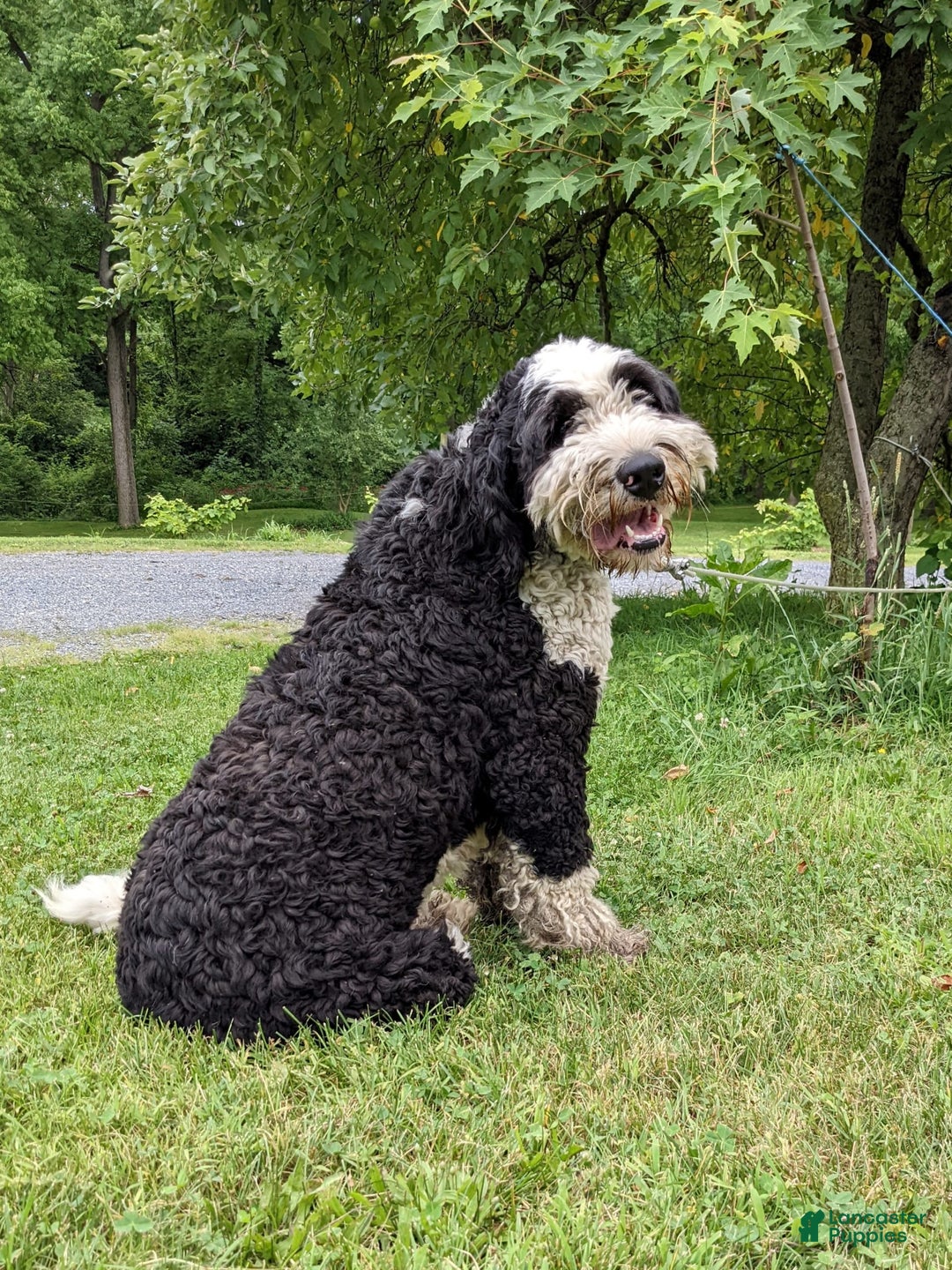 Gallery Image {{count}}