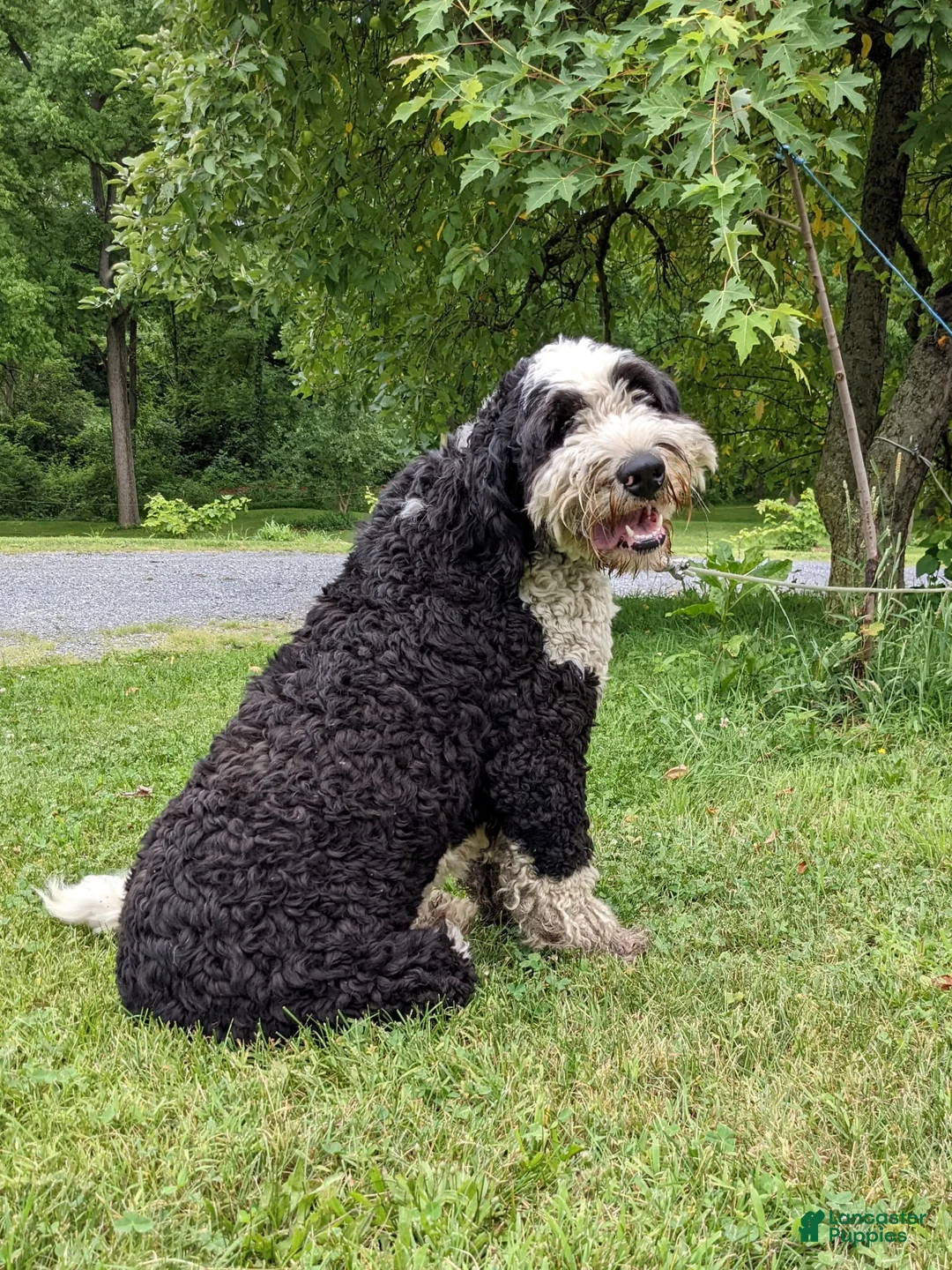 Gallery Image {{count}}