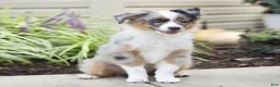 Miniature Australian Shepherd dogs for sale: Tristen  - Ad 3