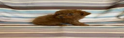 Mixed Breed dogs for sale: Solid Red Male - Ad 3
