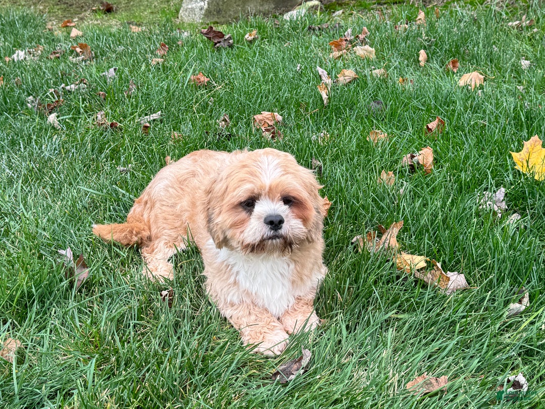Lhasa Apso dogs for sale: Corey - Ad 4