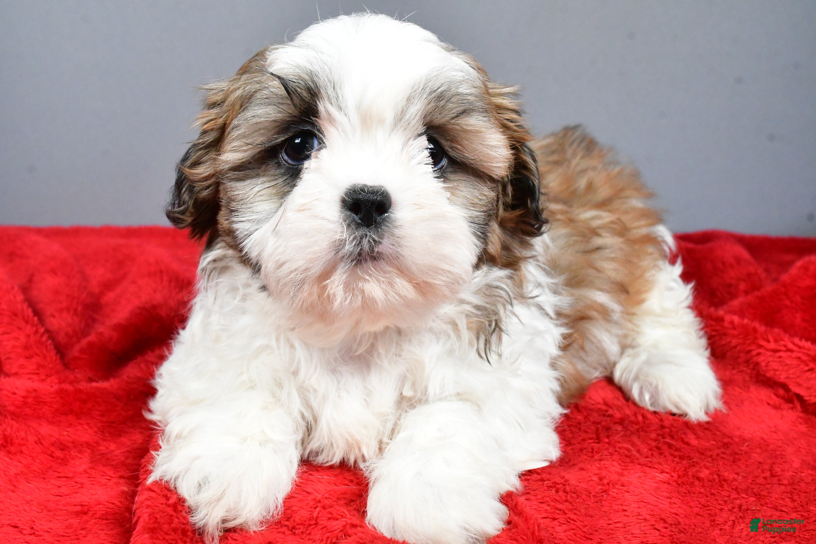 Shih Tzu dogs Rocket - Ad 19
