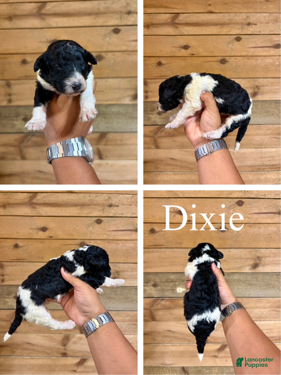 Bernedoodle dogs Dixie - Ad 1